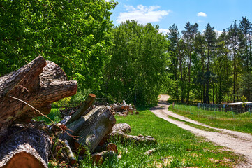 View along a forest path with the remains of felled trees on the left. The focus is on the rear stack of trees.
