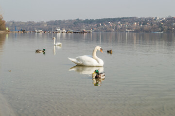 Swans in their natural environment, on the city beach of Novi Sad, Serbia. 