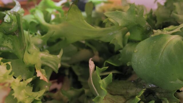 Fresh green aragula salad macro closeup camera movement with wide angle probe lens