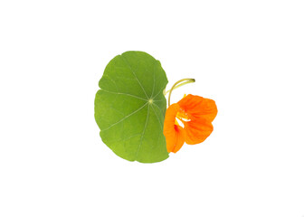 Orange flower of nasturtium on a white background, isolate, close-up.