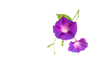 Beautiful plant color is morning glory. Purple bindweed flower on white background, isolate