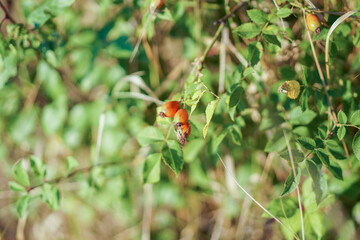 Freshly picked rose hips. Rose hip commonly known as the dog rose