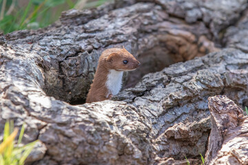 Weasel ( Least Weasel)