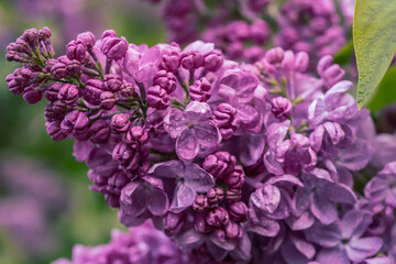 Spring lilac flowers