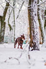Doberman pinscher playing in a snowy park