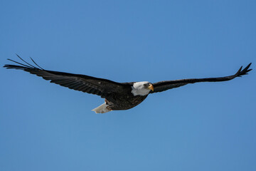 Full Spread - Eagle Flight