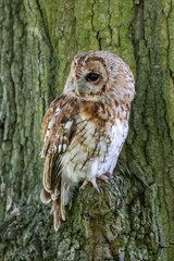 Tawny Owl perched in a Tree
