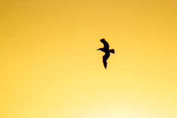 Fototapeta premium ave solitária em um fim de tarde no momento do por do sol