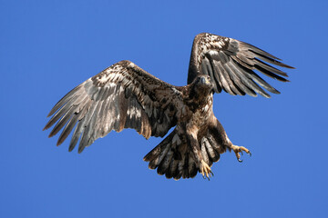 Juvenile Eagle Launch