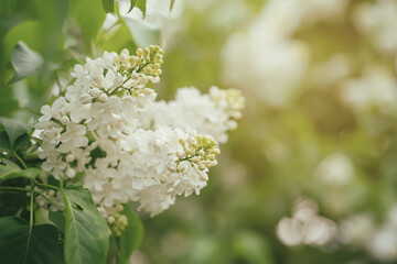Spring lilac white flowers