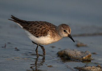 Little Stint feeding at Asker marsh, Bahrain