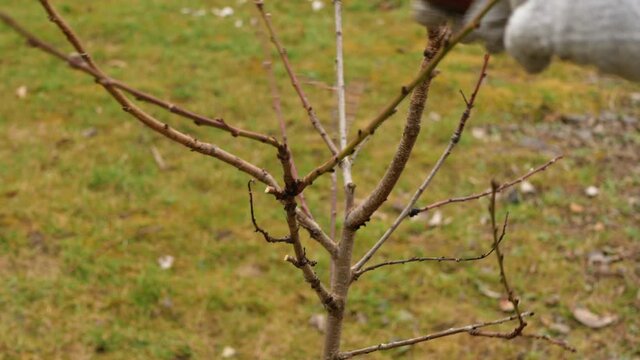 Gardener pruning peach tree branches in spring with pruning saw. trimming process