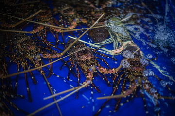 
Fresh lobster for sale in Lan Pho Seafood Market, Ban Na Kluea, Pattaya, Thailand.