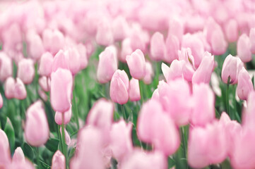 Spring blossoming light pink tulips, springtime flower background, pastel and soft floral card, shallow DOF, toned