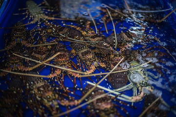 
Fresh lobster for sale in Lan Pho Seafood Market, Ban Na Kluea, Pattaya, Thailand.