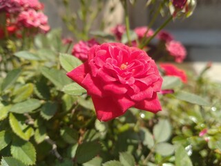 Red Rose Flower
