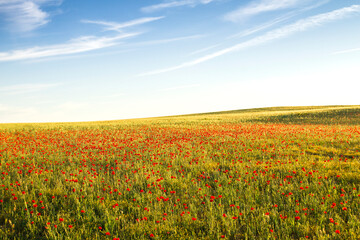 Red poppies field blooming