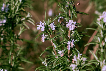 Honey bee foraging on rosemarinus flowers