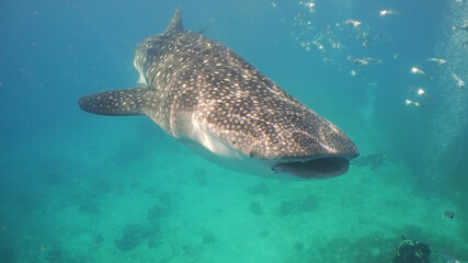 Fototapeta premium Whale Shark swimming in the clear blue water. Rhincodon typus. Whale shark underwater. Philippines, Oslob.. Wonderful and beautiful underwater world.