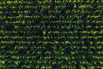 Green corn field aerial view as background