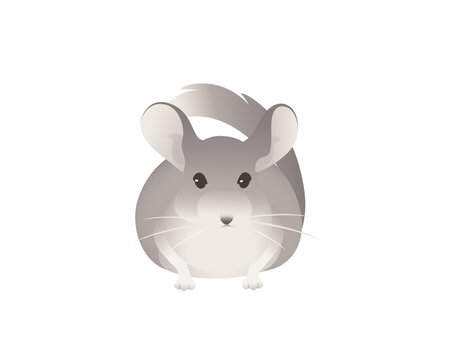 Little grey chinchilla cute fluffy pet cartoon animal design vector illustration isolated on white background