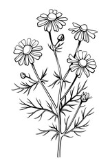Chamomile flower, line art drawing. Daisy wild flowers and leaves isolated on white background, vector illustration