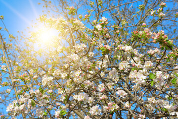Beautiful apple tree branch with sun.