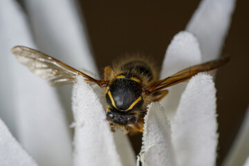 European bees photographed with the macro lens as a close-up