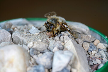 European bees photographed with the macro lens as a close-up