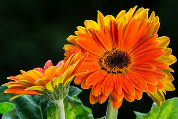 Gerbera Daisies