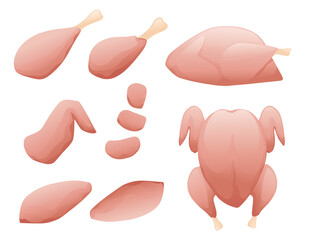 Set whole and separate pieces of fresh raw chicken ready for cooking vector illustration isolated on white background