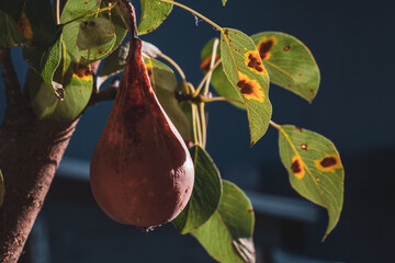 Branches leaves and pear fruits affected by orange rusty spots and horn-shaped growths with spores of the fungus Gymnosporangium sabinae in a human home garden. Pear leaves with pear rust infestation.