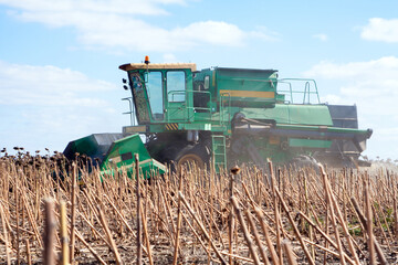 Crop in the Large field of dry sunflower on a sunny day. Autumn harvest., in the background big harvester mowing ripe,