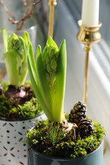 Potted hyacinths on blurred background. First spring flowers