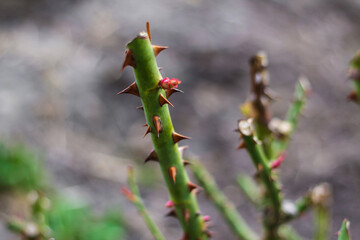Bush of rose. Part of thorn bush. Stem of rose bush with thorns and green leaves on blurred gray background. Twig. Selective focus