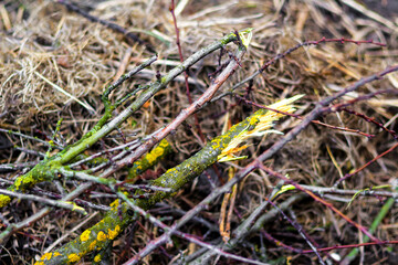 Defocus Broken branch in the forest. Harm to the environment. Spring cleaning in the garden. Heap of branches of fruit trees with light green spots, twigs of bushes, hay, dry grass. Out of focus