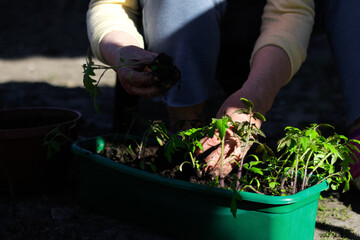 Tomato seedlings. The hand of a senior woman are planting the tomato seedlings into green container with the soil. Small tomato seedlings in the tray. Sun and shadows. Selective focus