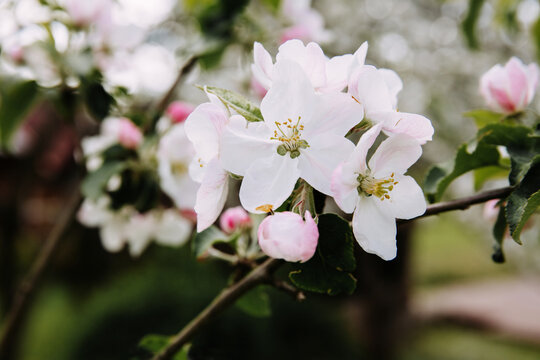 Apple tree blossom, close up image.
