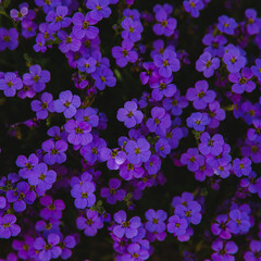 Purple flowers, above view.