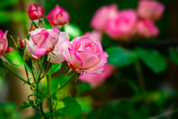 A Rose flowers on the nature background