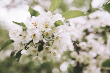 Apple tree blossom, close up image.