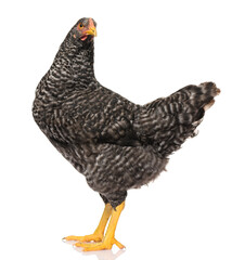 one black chicken isolated on white background, studio shoot