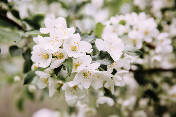 Apple tree blossom, close up image.