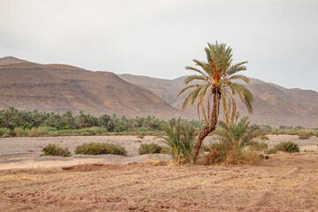 Fototapeta na wymiar greenery in the bed of the underwater river of the desert