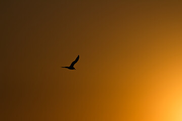 자유와 황금빛 태양을 향해 날아가는 새의 실루엣