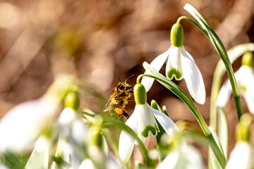 Biene im Februar