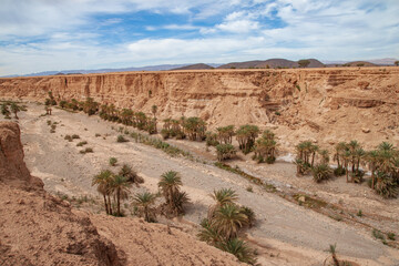riverbed in the desert with palm trees