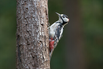 Great spotted woodpecker (Dendrocopos major) sitting in a tree, photographed in the Goois Natuurreservaat, The Nerherlands