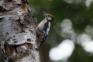 Great spotted woodpecker (Dendrocopos major) sitting in a tree, photographed in the Goois Natuurreservaat, The Nerherlands