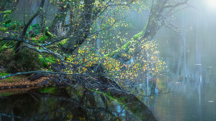 Mossy trees and branch with yellow leaves leaning over the foggy lake in autumn.Painterly and dreamlike nature background.Tranquil woodland scenery
